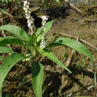 Persicaria pulchra Soják